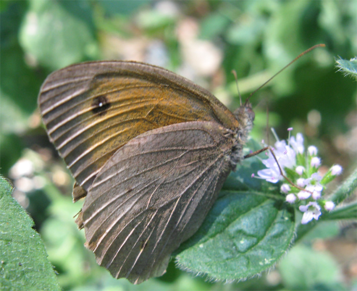 Lepidotteri del Parco dei Gessi Bolognesi